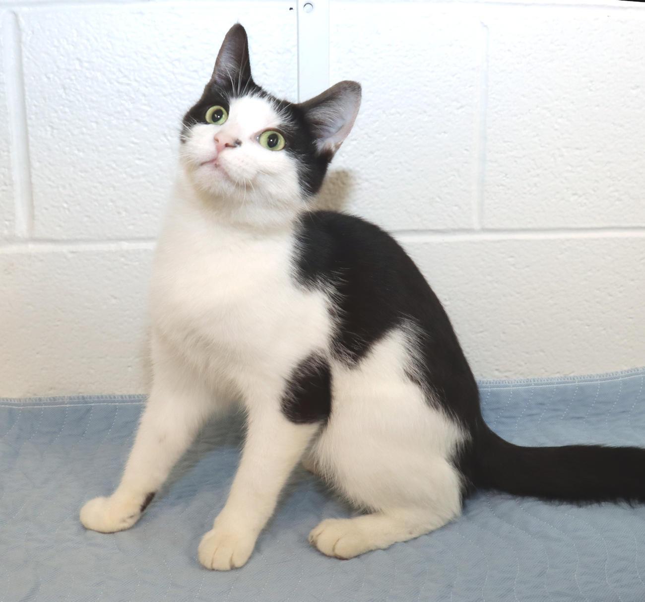 Enlarge Marti, a Adoptable Domestic Short Hair in Euclid, OH image 3/5
