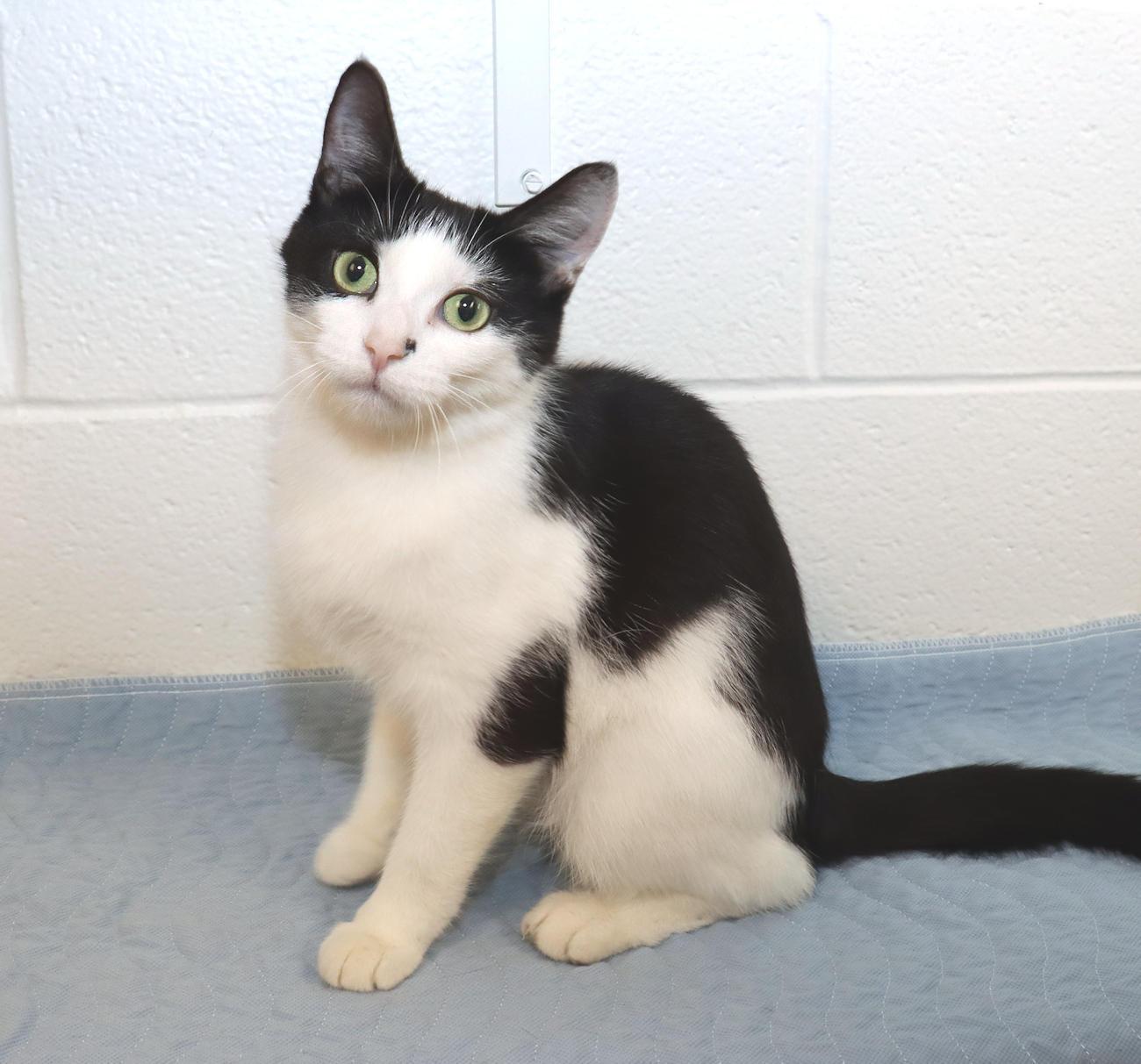 Enlarge Marti, a Adoptable Domestic Short Hair in Euclid, OH image 5/5
