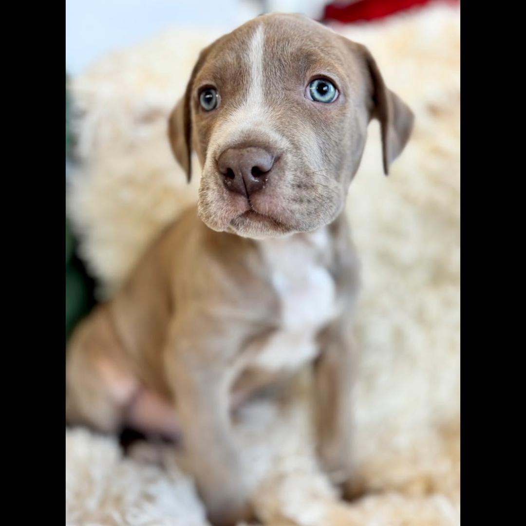 Enlarge Alan, a ADOPTABLE mixed breed in Midlothian, VA image 1/4