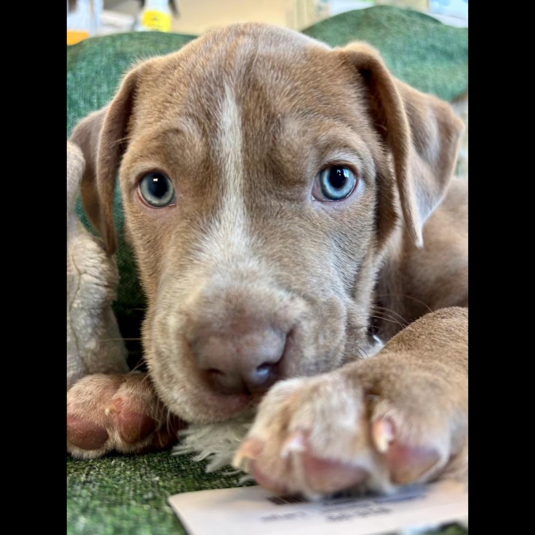 Enlarge Alan, a ADOPTABLE mixed breed in Midlothian, VA image 2/4