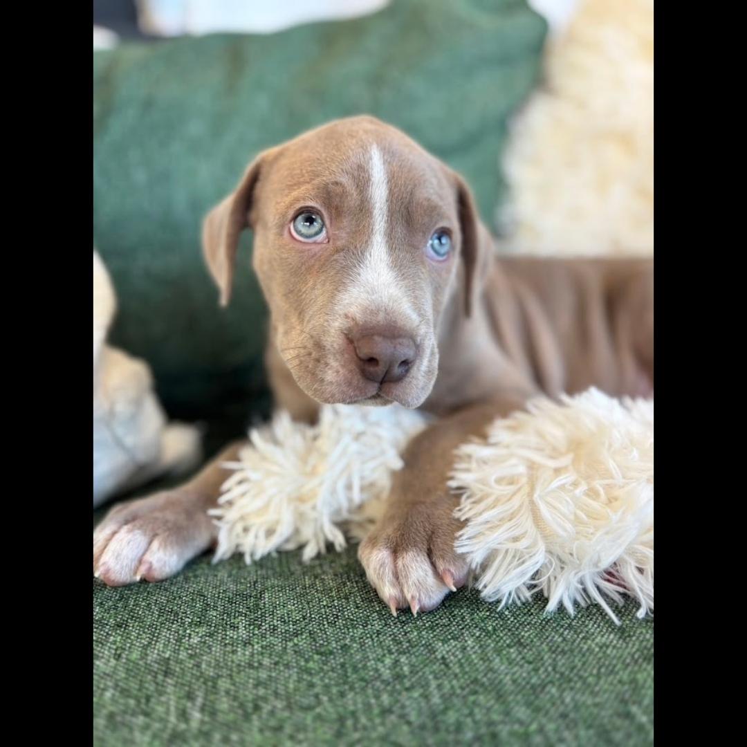 Enlarge Alan, a ADOPTABLE mixed breed in Midlothian, VA image 3/4