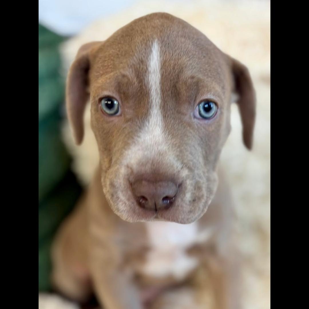 Enlarge Alan, a ADOPTABLE mixed breed in Midlothian, VA image 4/4