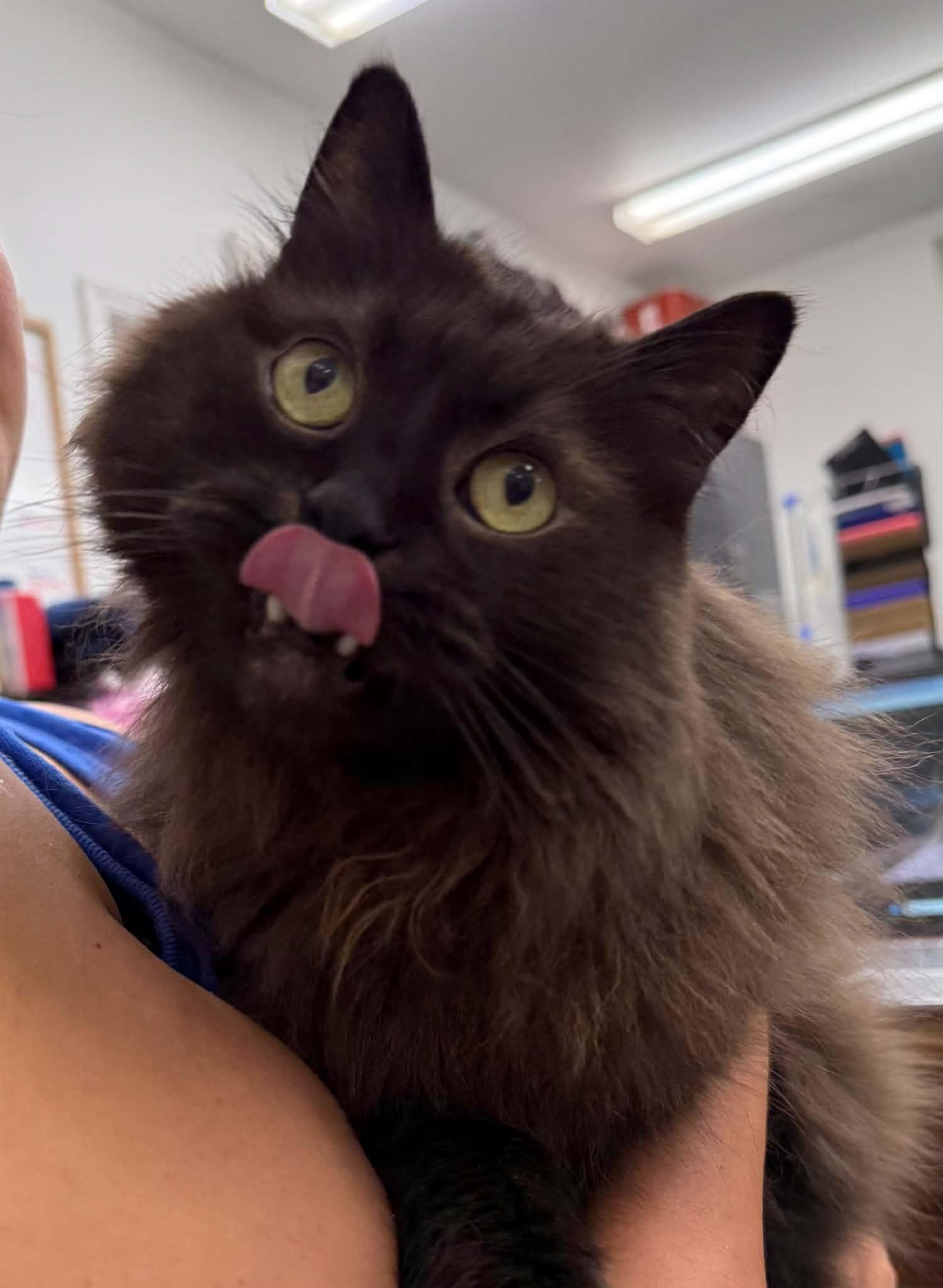 Enlarge Tristan, a Adoptable Domestic Long Hair in Medford, OR image 3/4