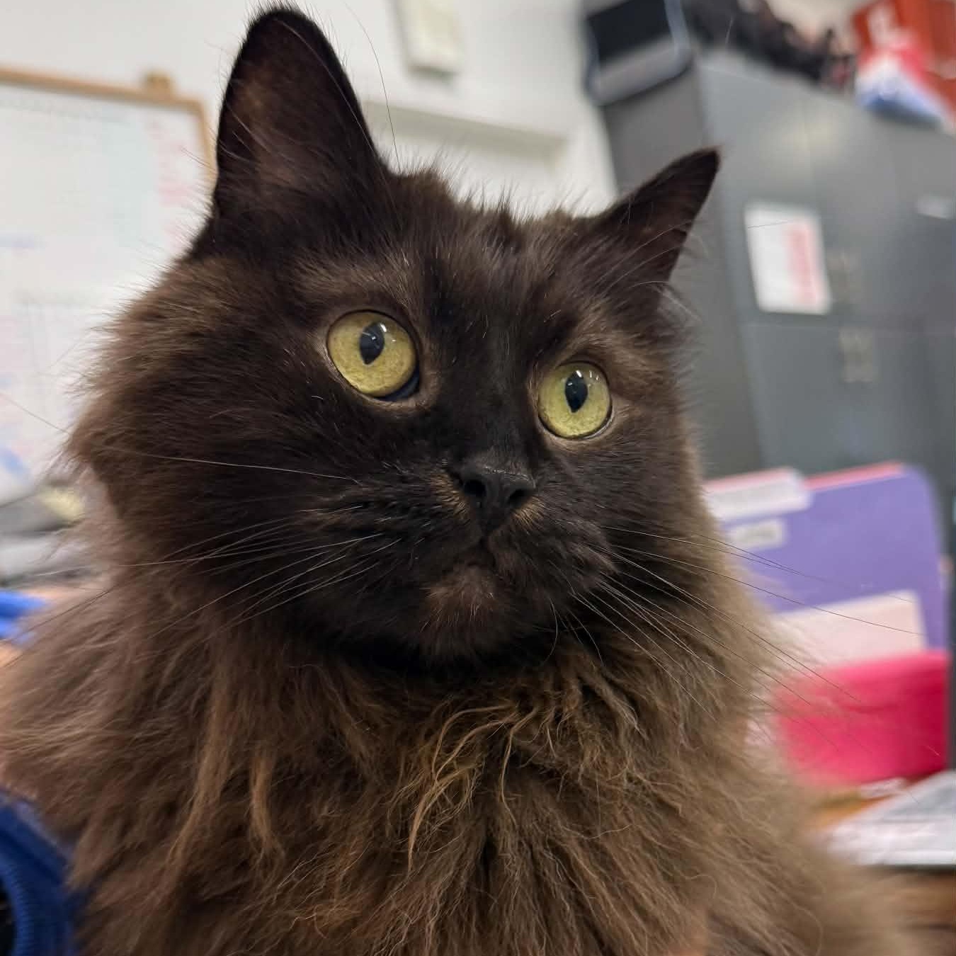 Tristan, Adoptable, Senior Female Domestic Long Hair.