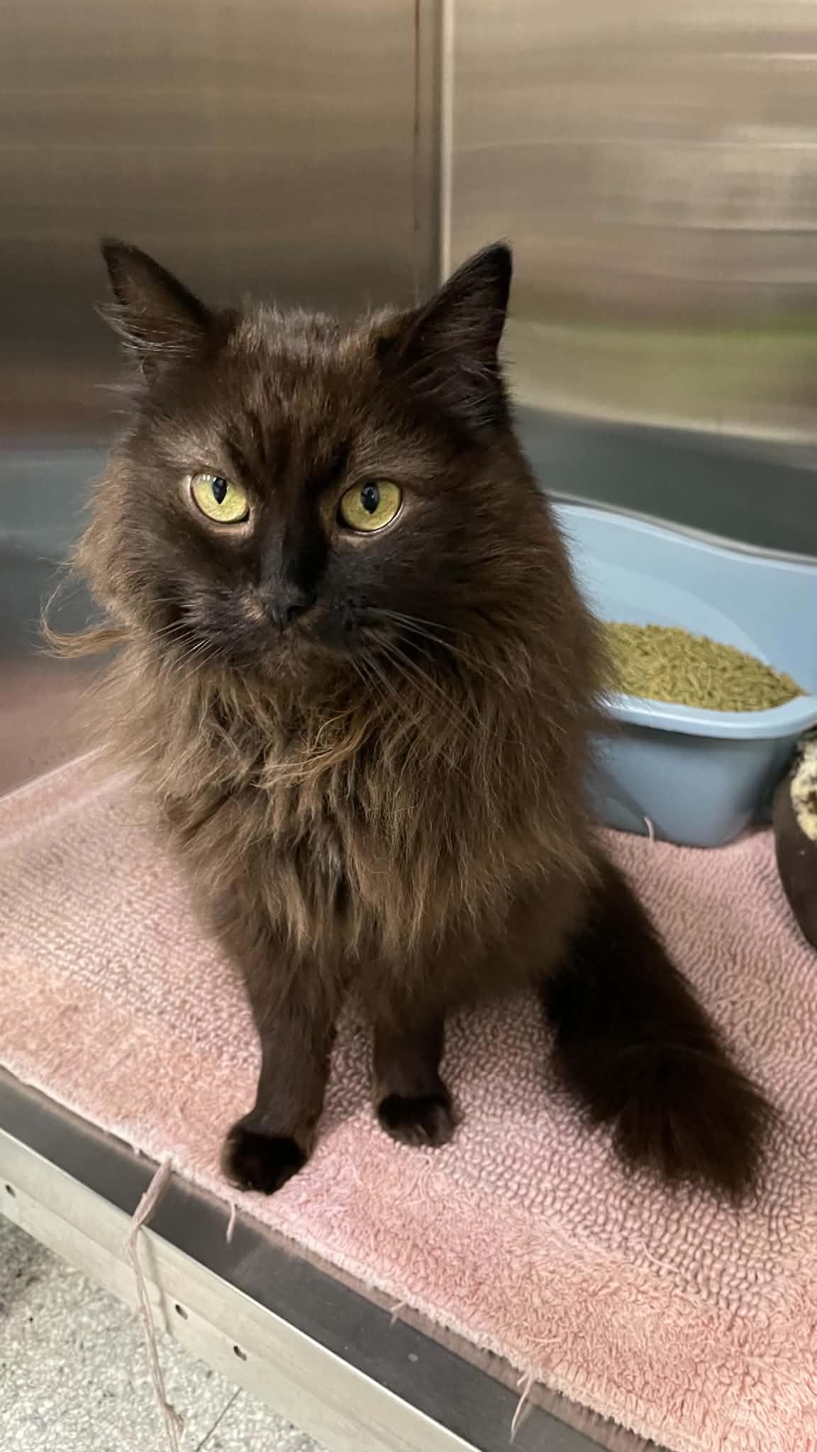 Enlarge Tristan, a Adoptable Domestic Long Hair in Medford, OR image 4/4