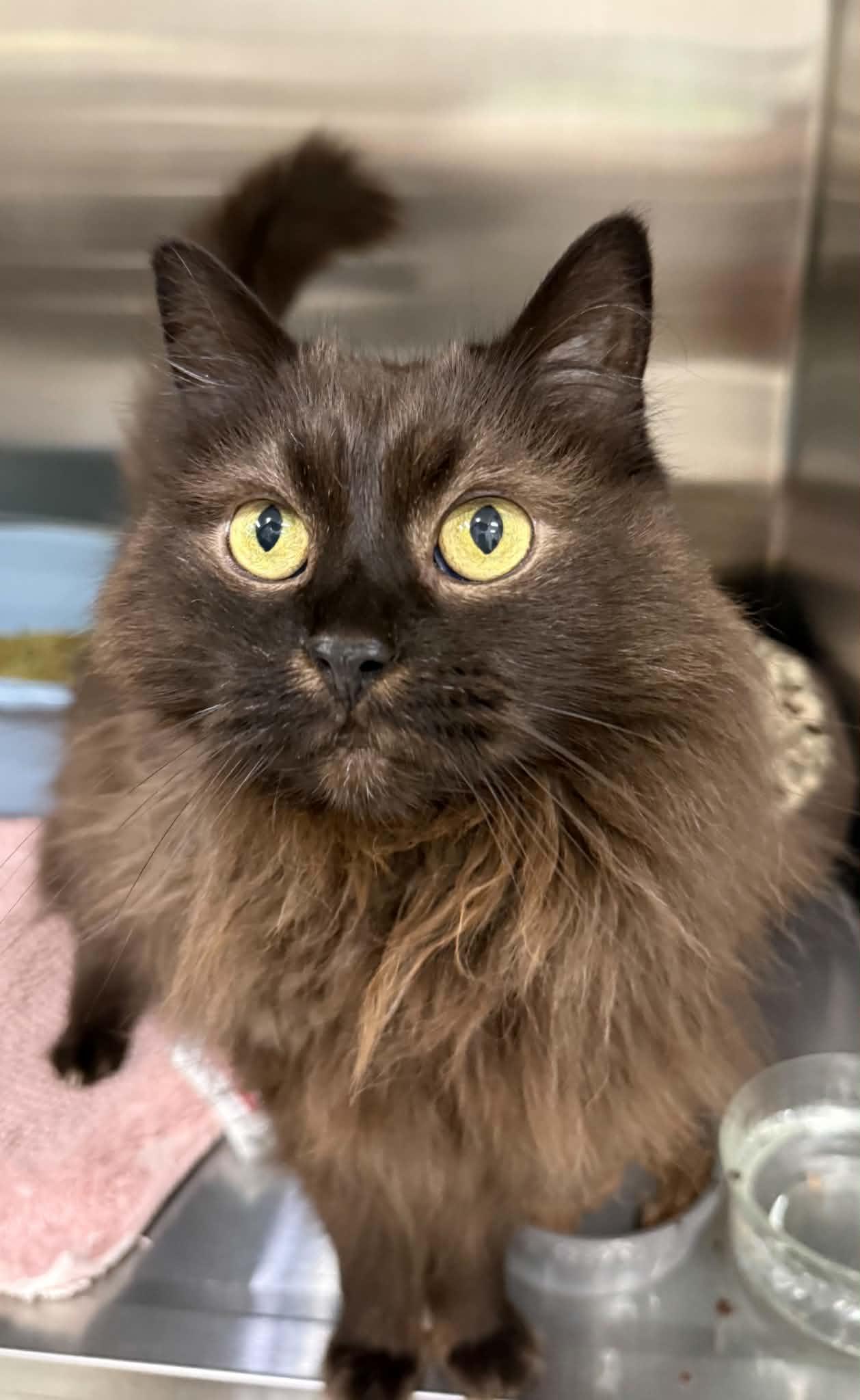 Enlarge Tristan, a Adoptable Domestic Long Hair in Medford, OR image 2/4