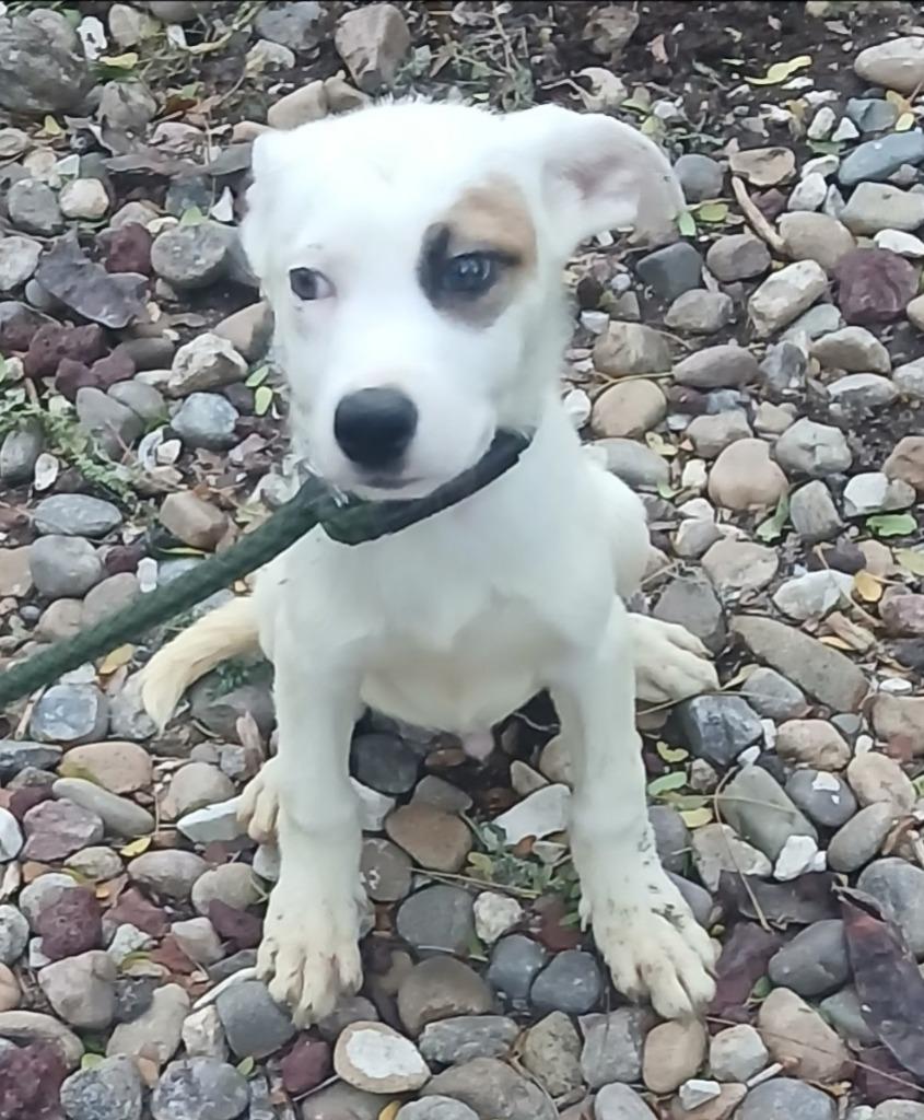 Enlarge Chris, a Adoptable mixed breed in Thompson Falls, MT image 1/1