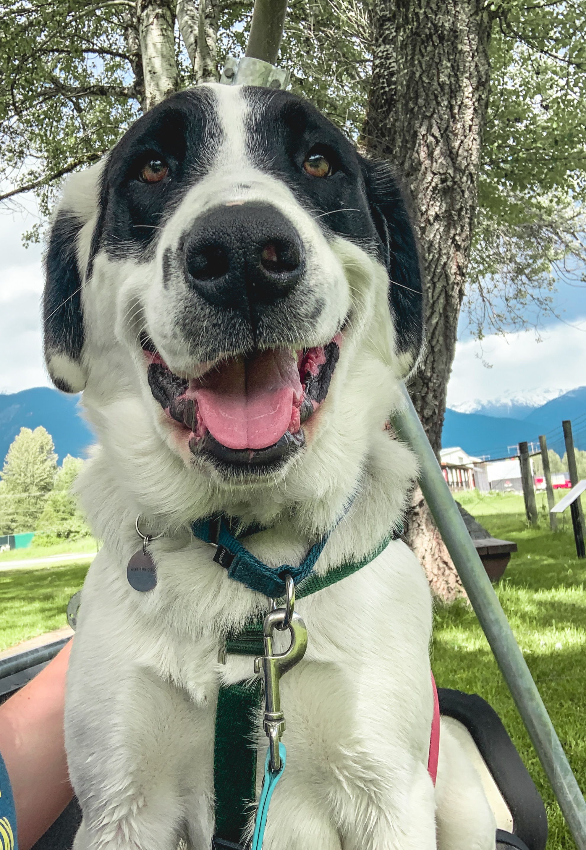 Watson, an adopted mixed breed in PEMBERTON, BC image 2/6