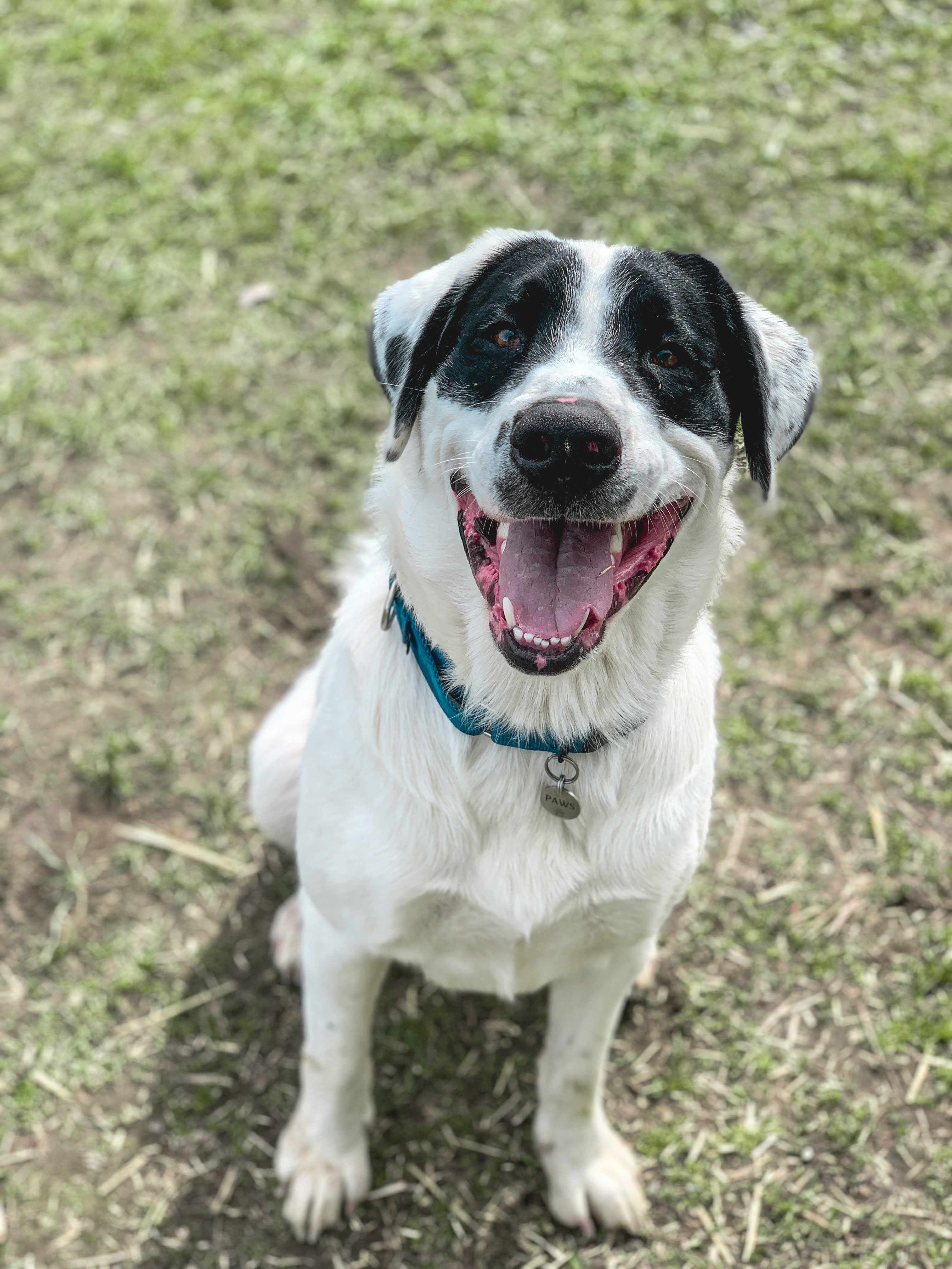 Watson, adopted, Adult Male Great Pyrenees.