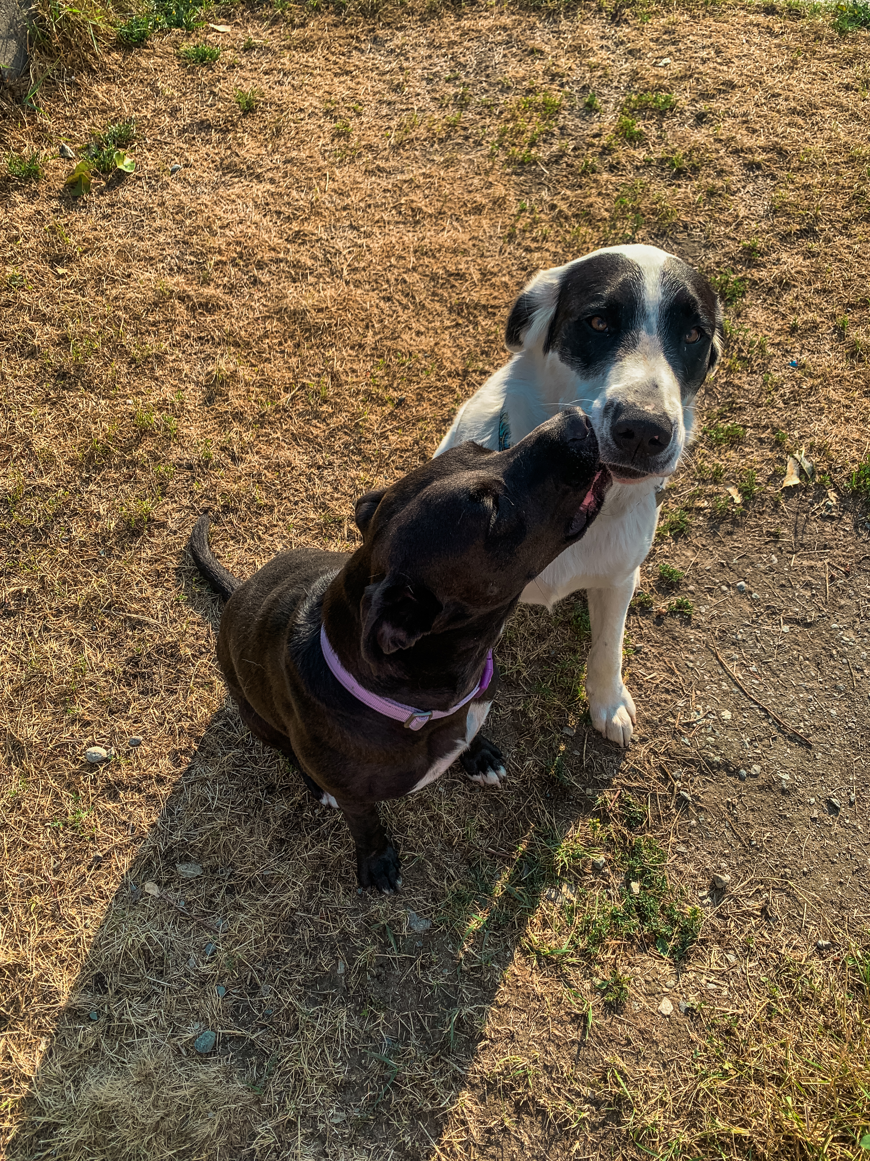 Watson, an adopted mixed breed in PEMBERTON, BC image 5/6