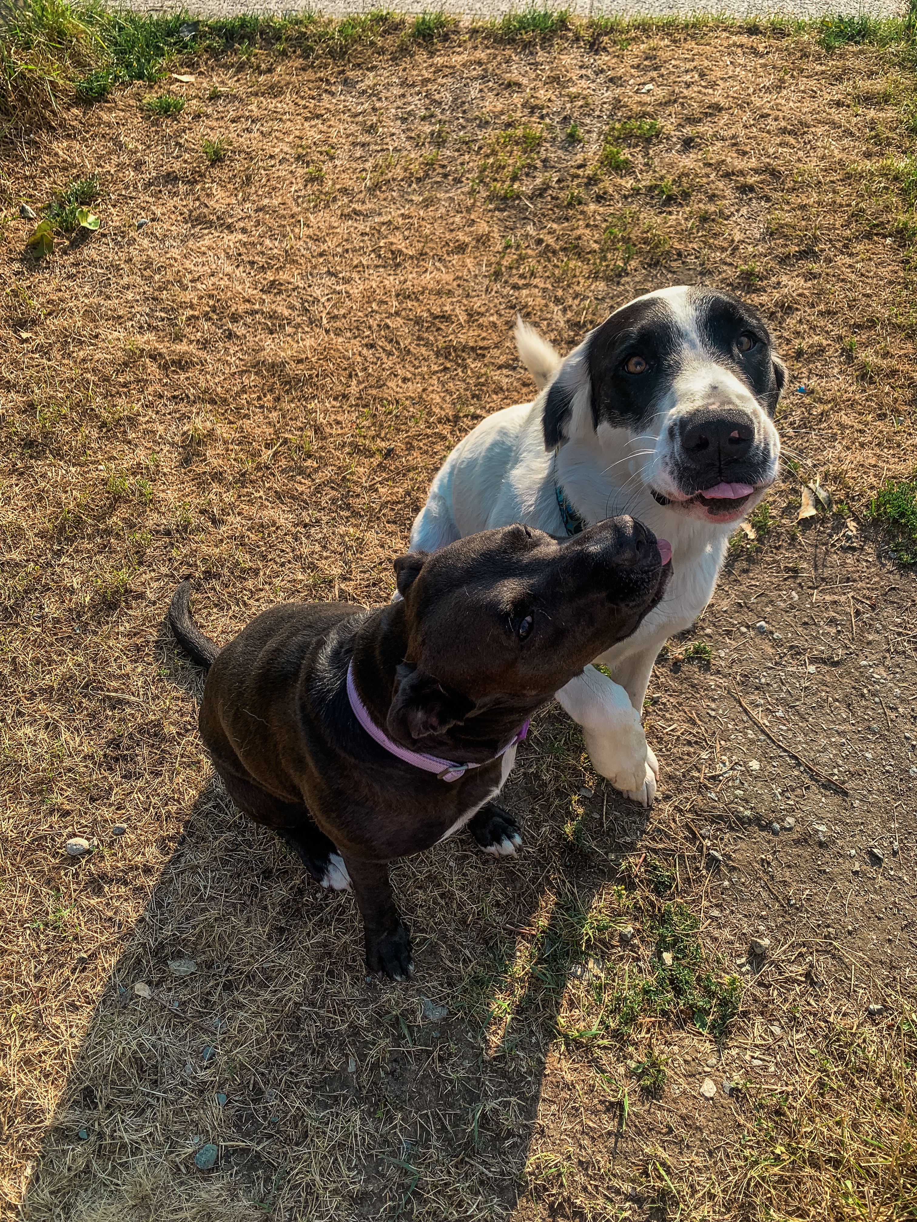Watson, an adopted mixed breed in PEMBERTON, BC image 6/6
