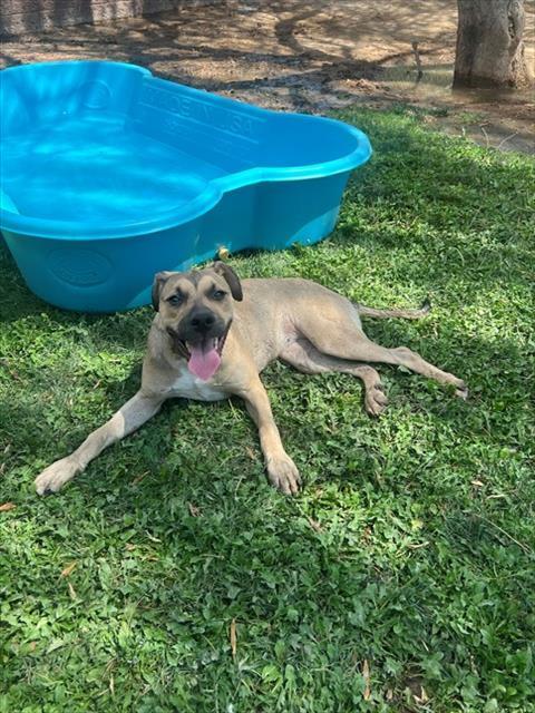 BUFFY, Adoptable, Puppy Female Pit Bull Terrier & Mixed Breed.