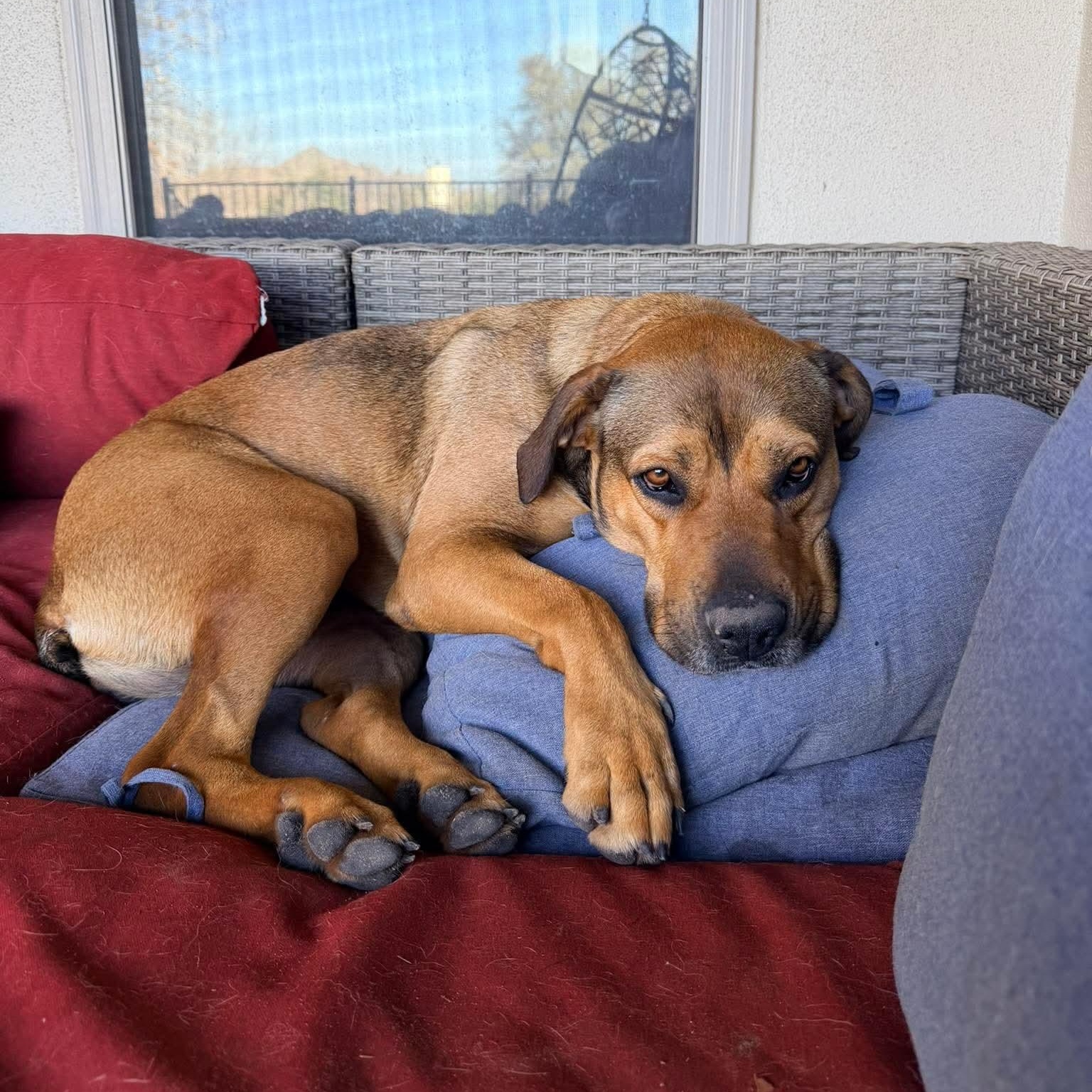 Lily — thumbnail 2