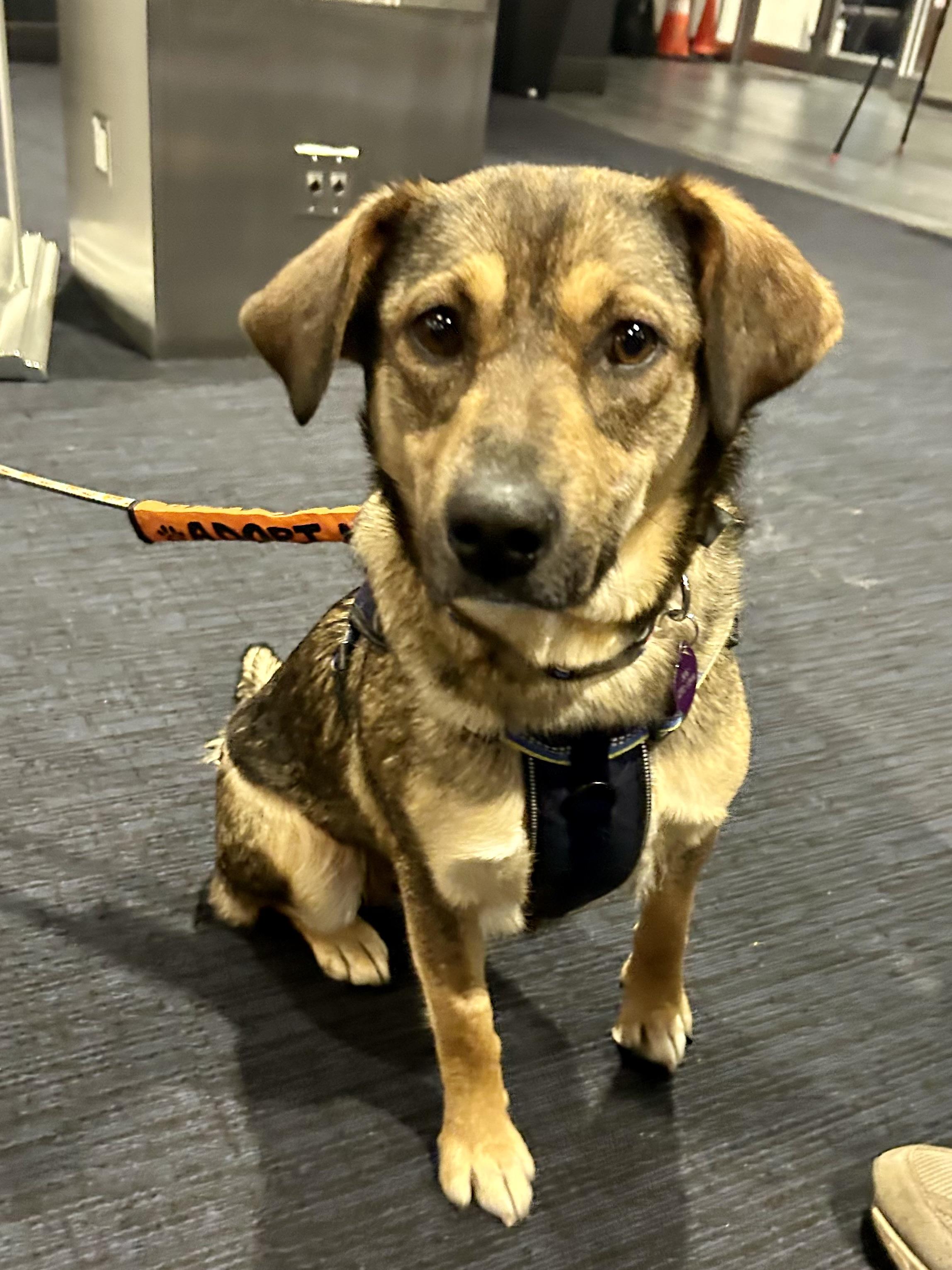 Enlarge Zatanna, a ADOPTABLE mixed breed in Saskatoon, SK image 5/6