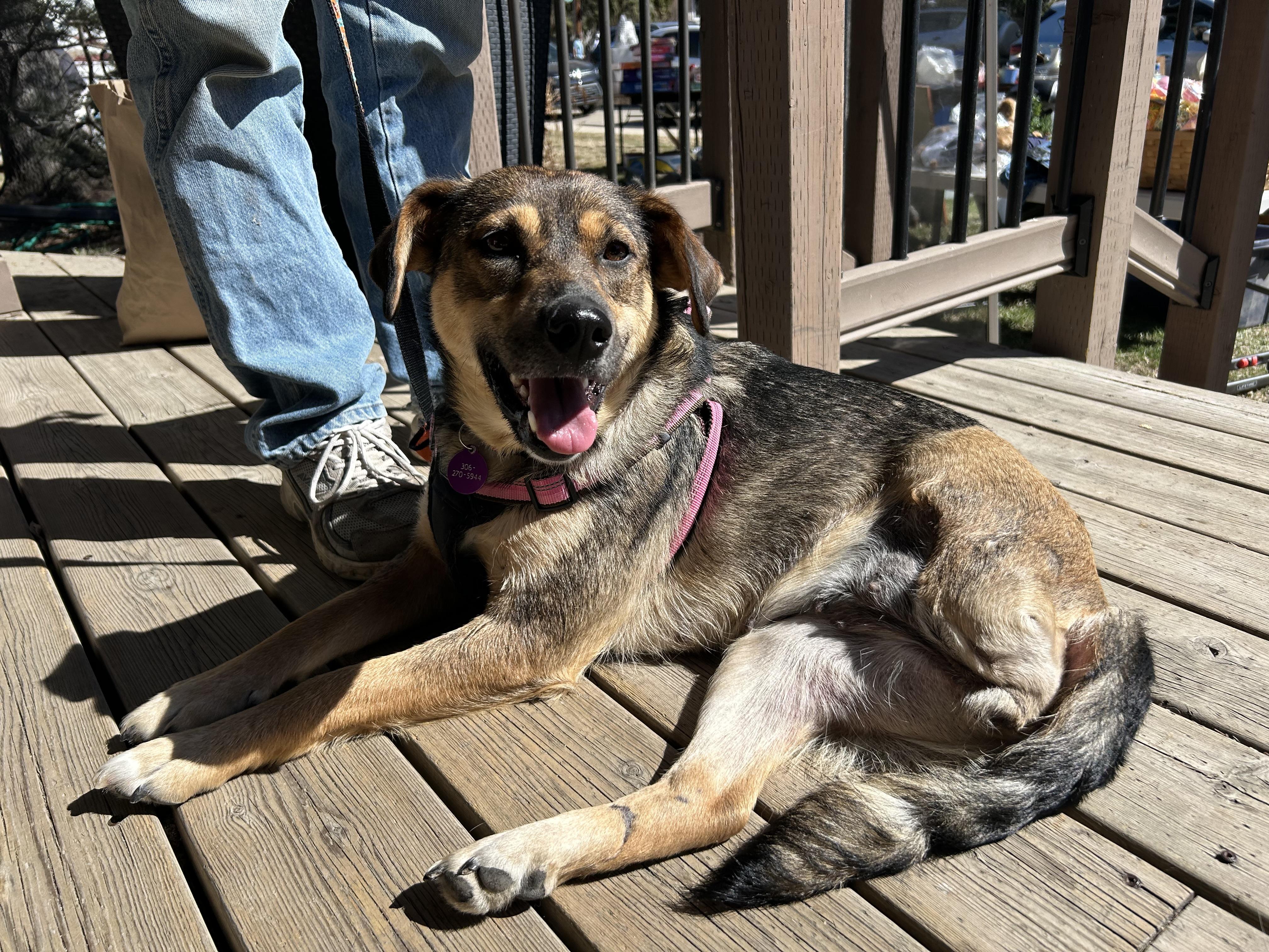 Enlarge Zatanna, a ADOPTABLE mixed breed in Saskatoon, SK image 1/6
