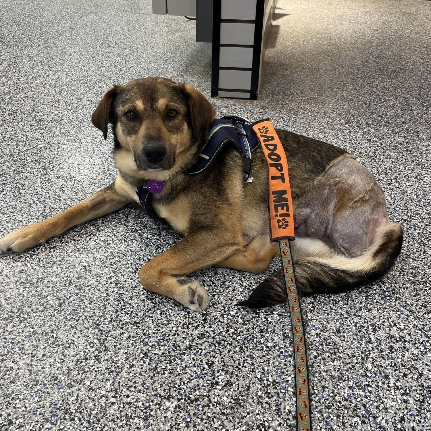 Enlarge Zatanna, a ADOPTABLE mixed breed in Saskatoon, SK image 2/6