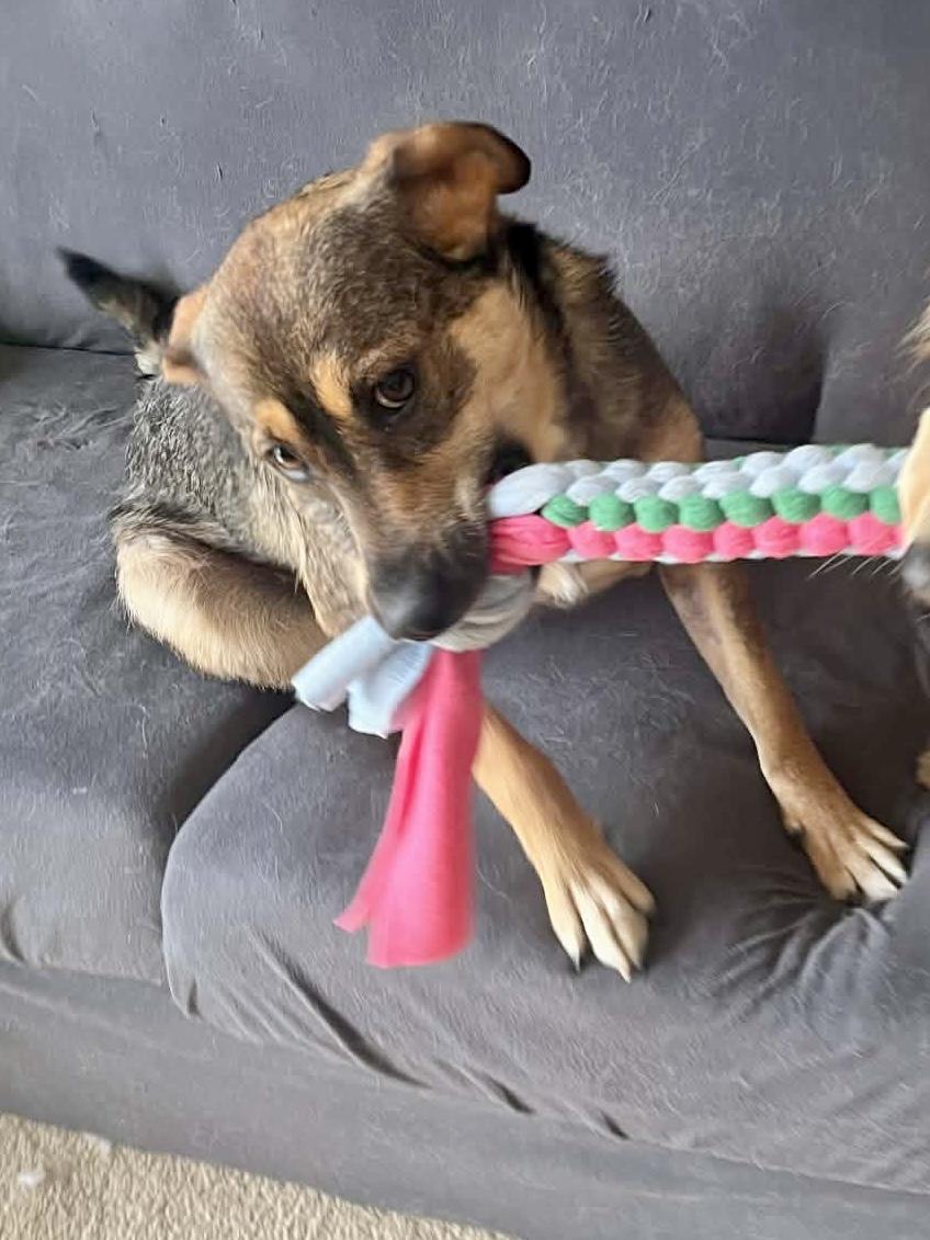 Enlarge Zatanna, a ADOPTABLE mixed breed in Saskatoon, SK image 2/6