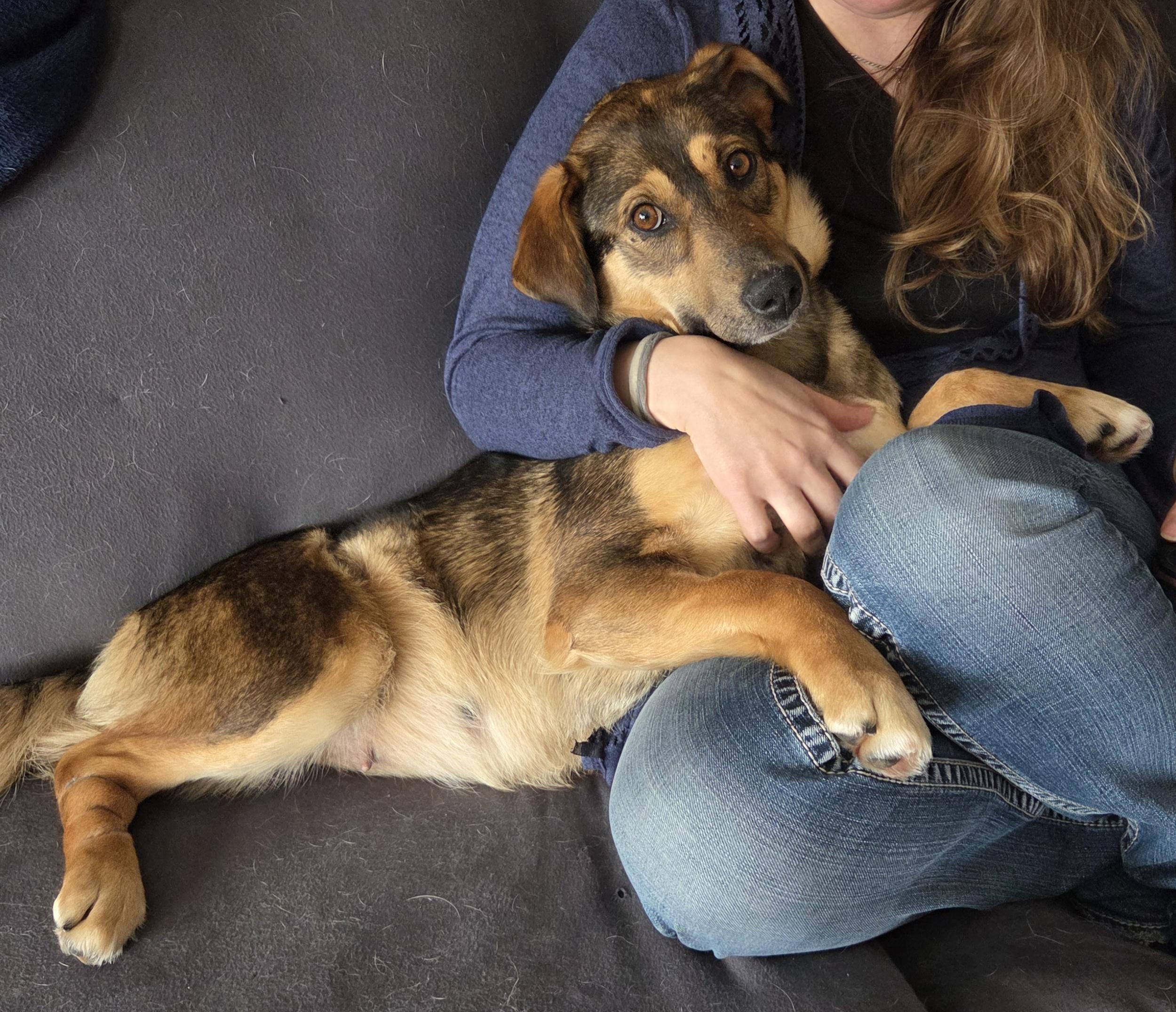 Enlarge Zatanna, a ADOPTABLE mixed breed in Saskatoon, SK image 4/6