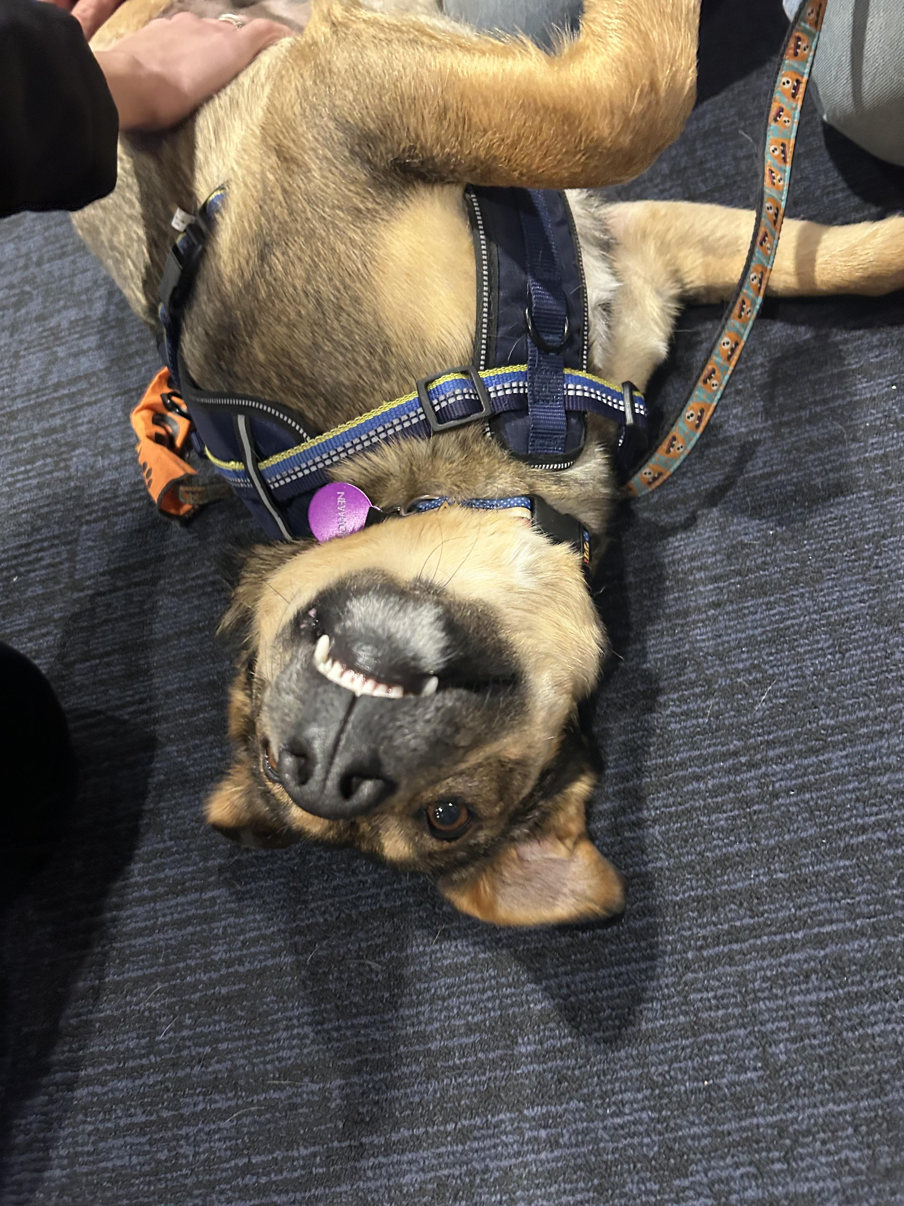 Enlarge Zatanna, a ADOPTABLE mixed breed in Saskatoon, SK image 6/6