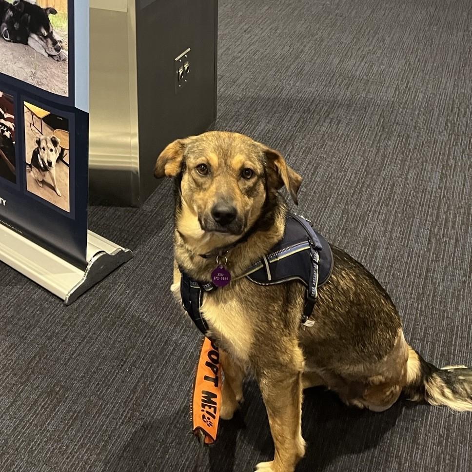 Enlarge Zatanna, a ADOPTABLE mixed breed in Saskatoon, SK image 3/6