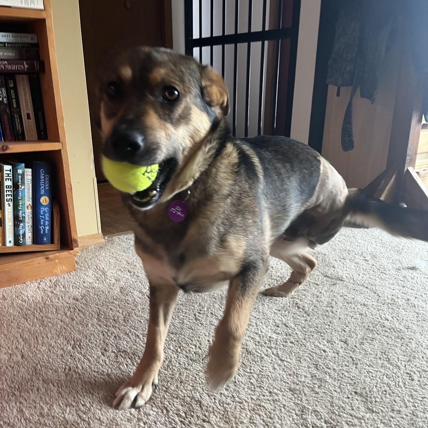 Zatanna, ADOPTABLE, Young Female Mixed Breed.