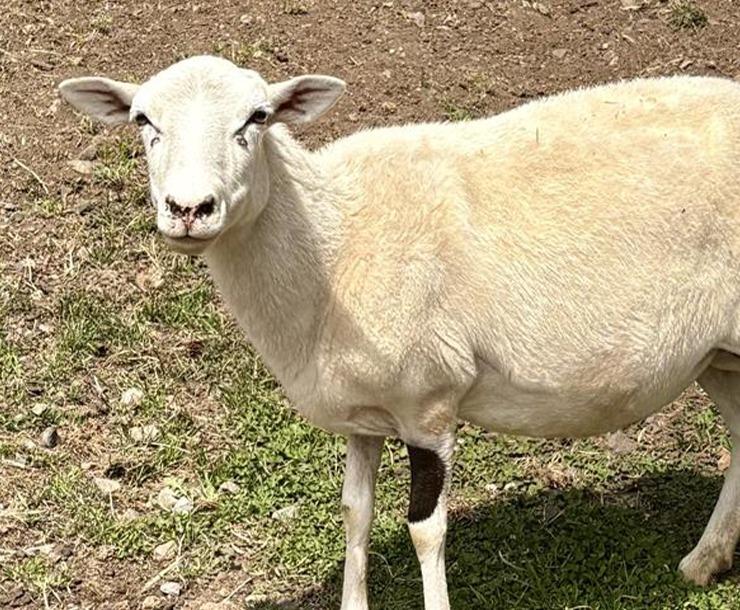 Razzle / Jazz, Adoptable, Adult Female Sheep.