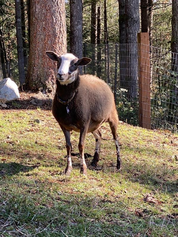 Razzle / Jazz, a Adoptable Sheep in Sultan, WA image 2/2