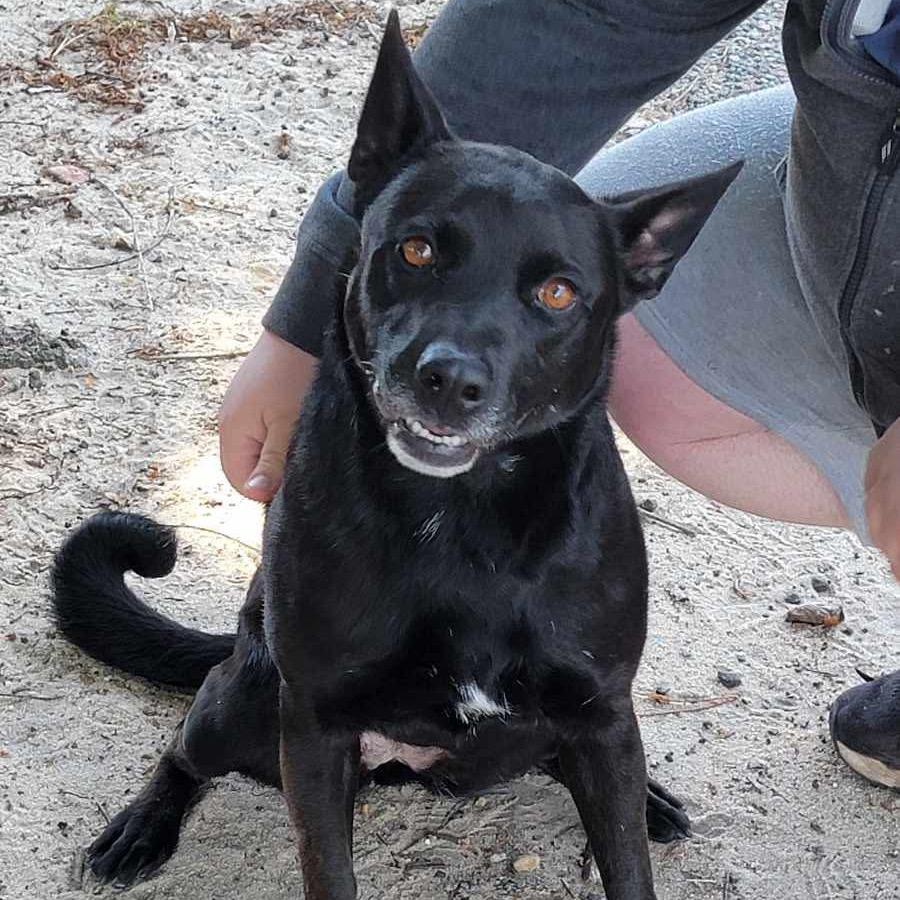 Alena, Adoptable, Adult Female Shepherd.