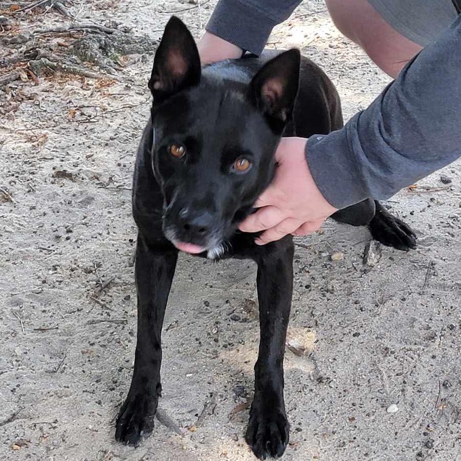 Enlarge Alena, a Adoptable Shepherd in Eufaula, AL image 2/3