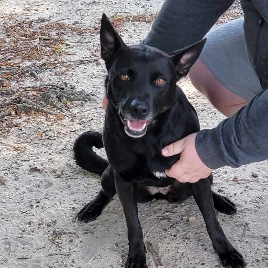 Enlarge Alena, a Adoptable Shepherd in Eufaula, AL image 3/3