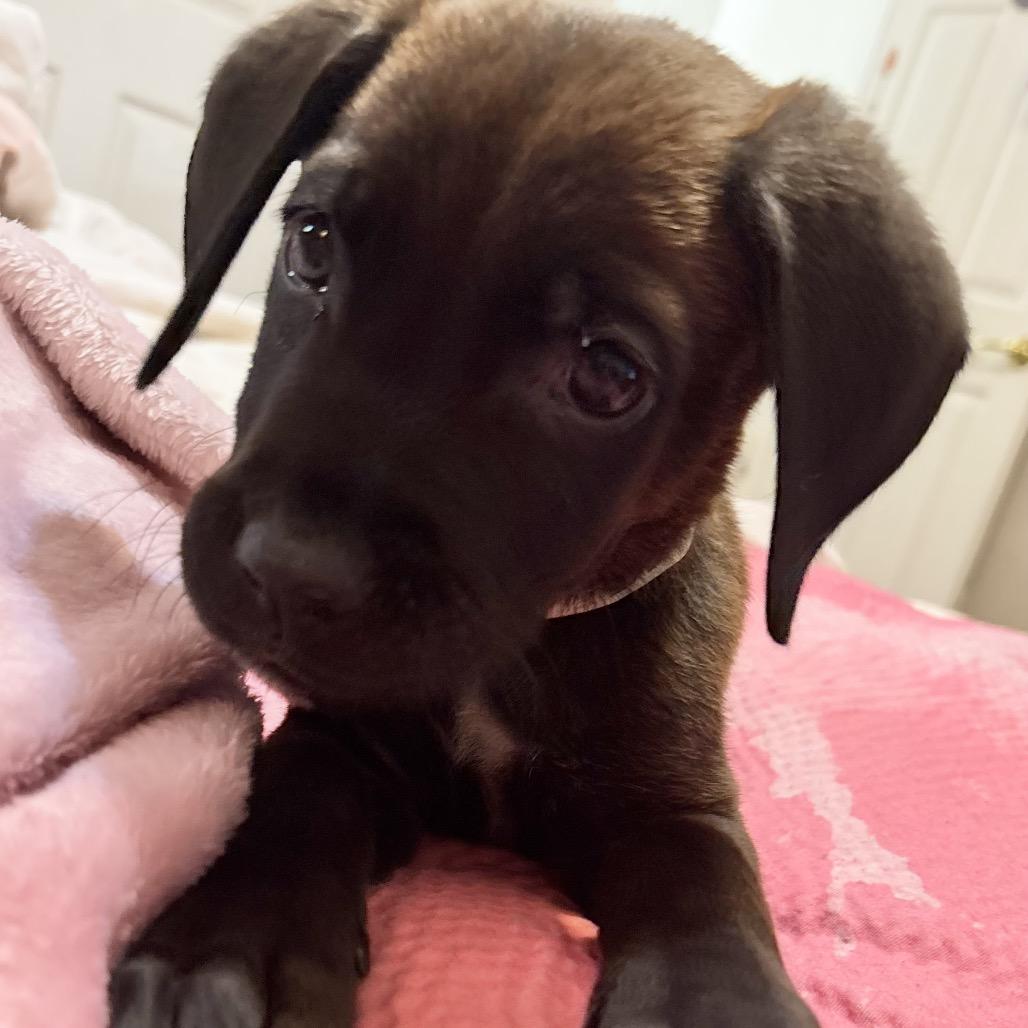 Yuno 54628, Adoptable, Puppy Male Cane Corso & Golden Retriever.