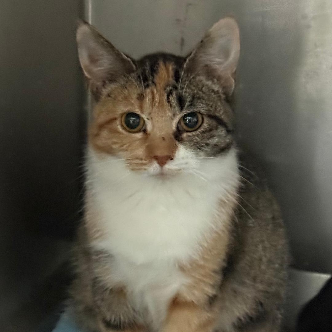 Enlarge PARI, a ADOPTABLE Domestic Short Hair in Gresham, WI image 1/1