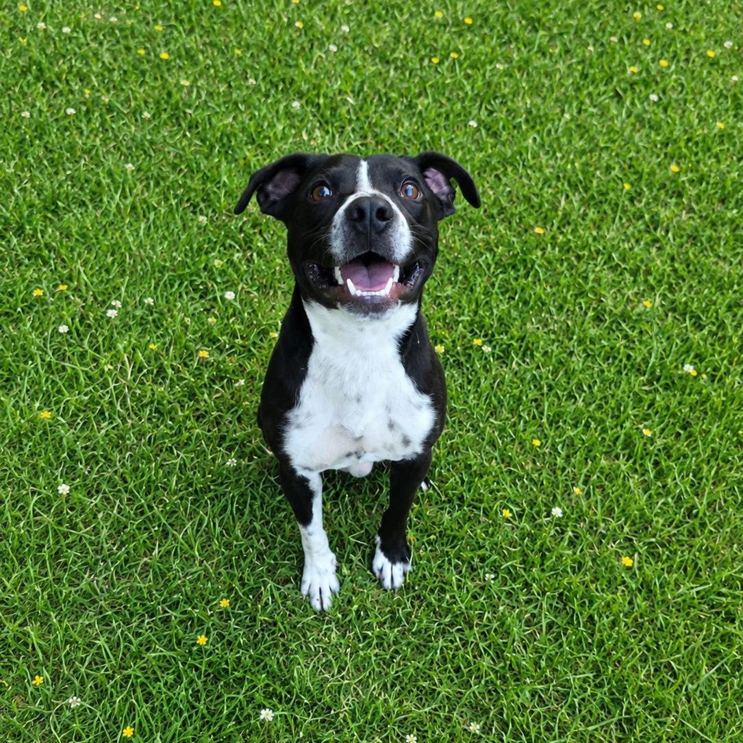 Enlarge FIN-FINITO (Sweet, Loves Kids, All Humans, Cats, Dogs, Cuddles, Affectionate), a Adoptable mixed breed in Chester, VA image 6/6