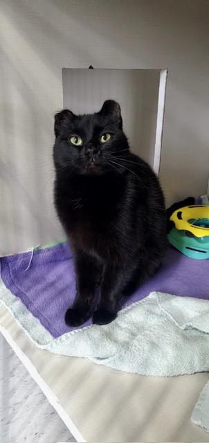 Binx, adopted, Adult Female Domestic Short Hair.