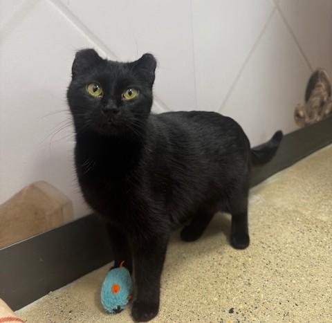 Enlarge Binx, an adopted Domestic Short Hair in Hutchinson, MN image 2/2