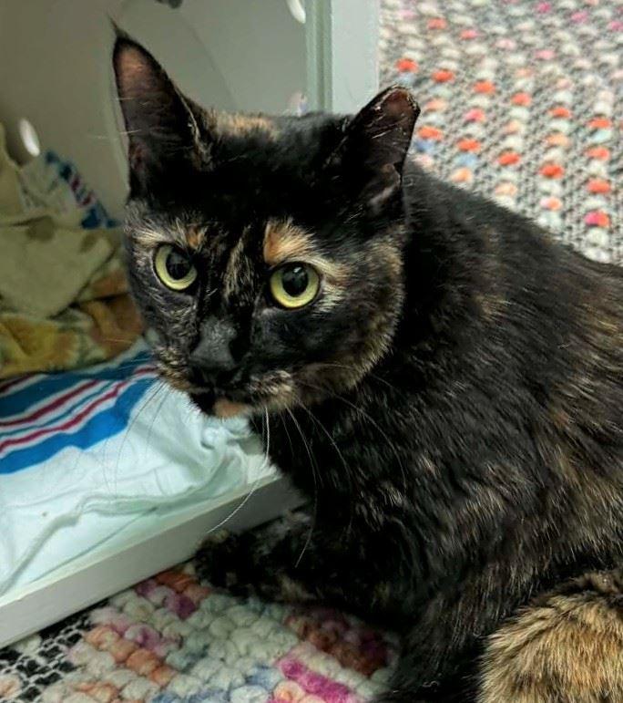 Enlarge Igloo, a ADOPTABLE Domestic Short Hair in Iowa City, IA image 2/2