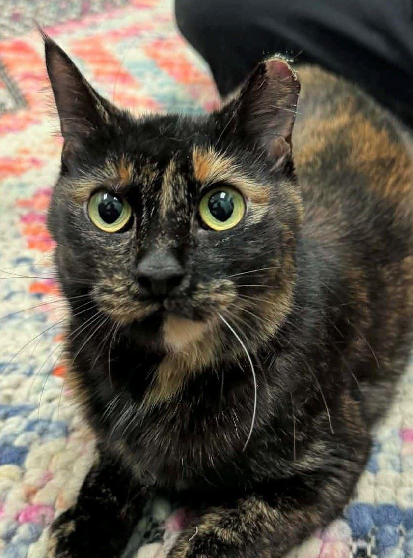 Enlarge Igloo, a ADOPTABLE Domestic Short Hair in Iowa City, IA image 1/2