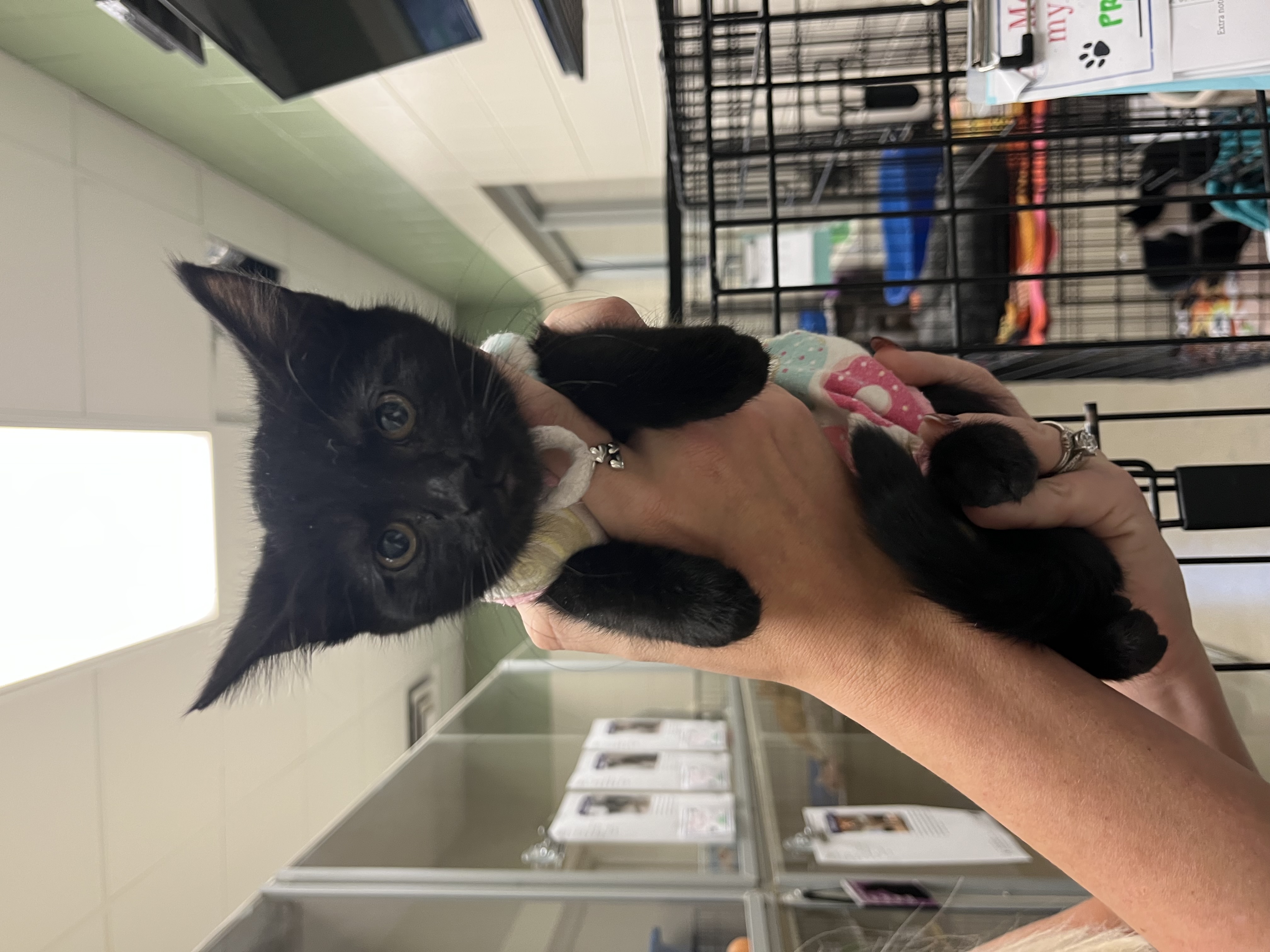 Kearney Animal Shelter - 9sg24kd