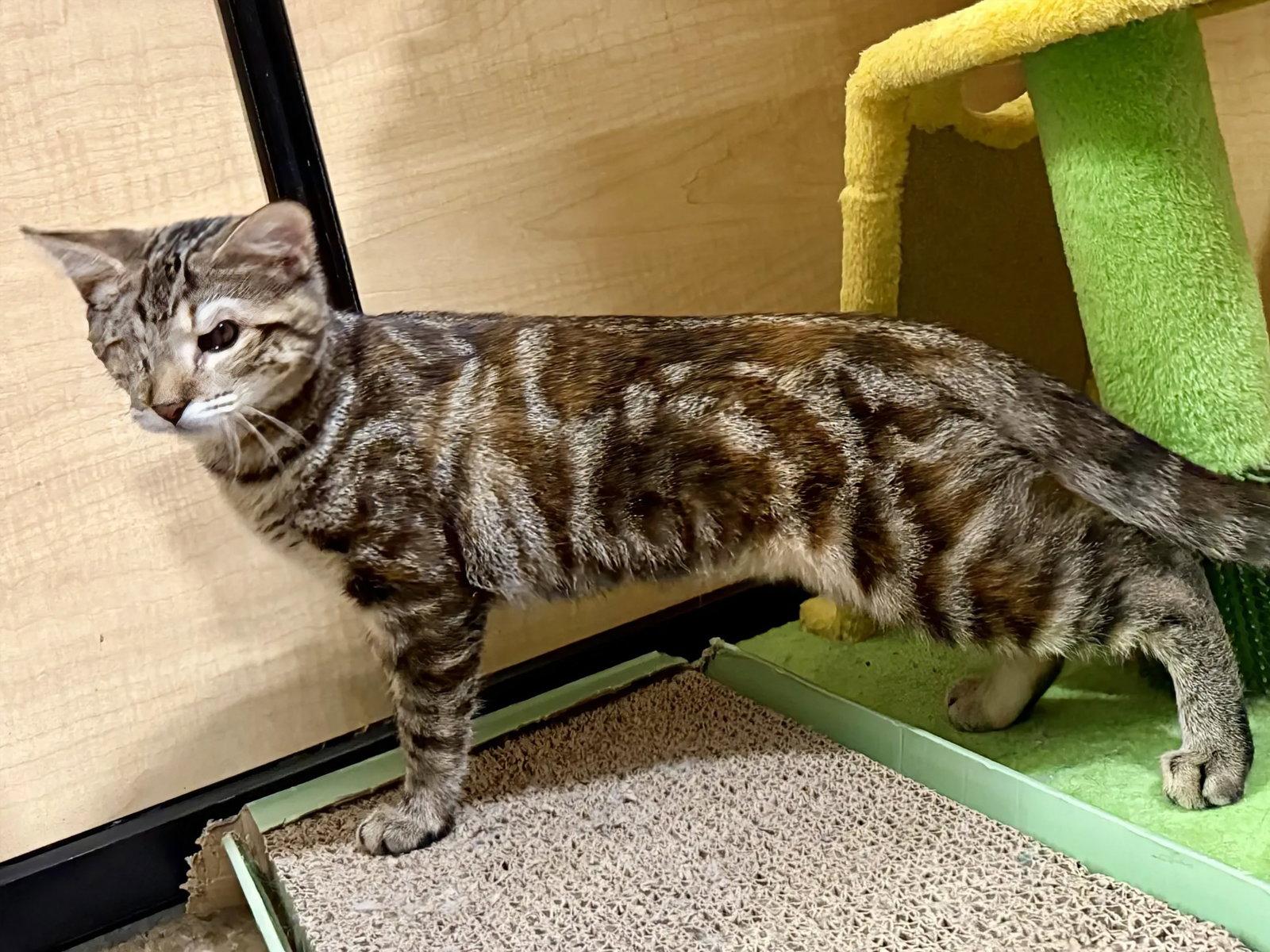 Renee 2.18.26, Adoptable, Kitten Female Domestic Short Hair.