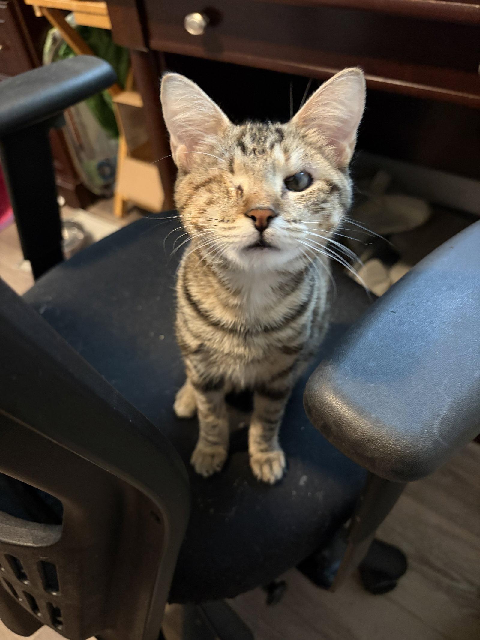 Renee 2.18.26, a Adoptable Domestic Short Hair in Apopka, FL image 2/3