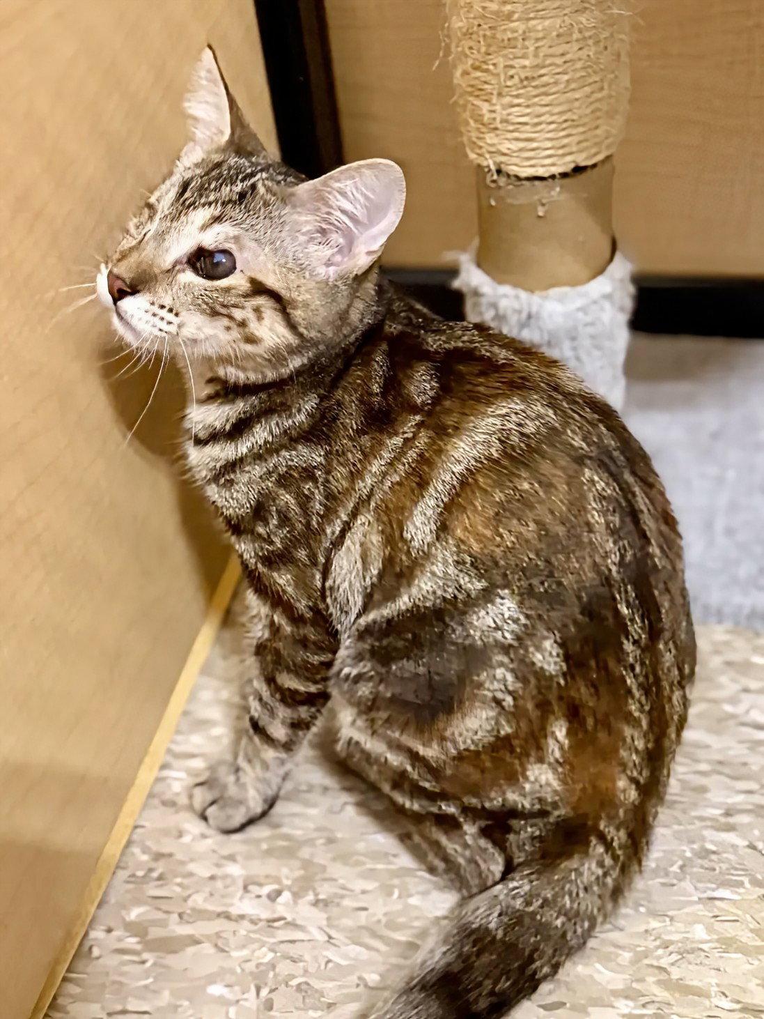 Renee 2.18.26, a Adoptable Domestic Short Hair in Apopka, FL image 3/3