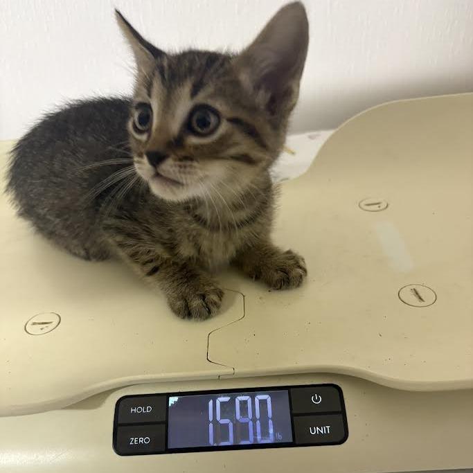 BRAZ-Stray-136752_2_3_4_5_6