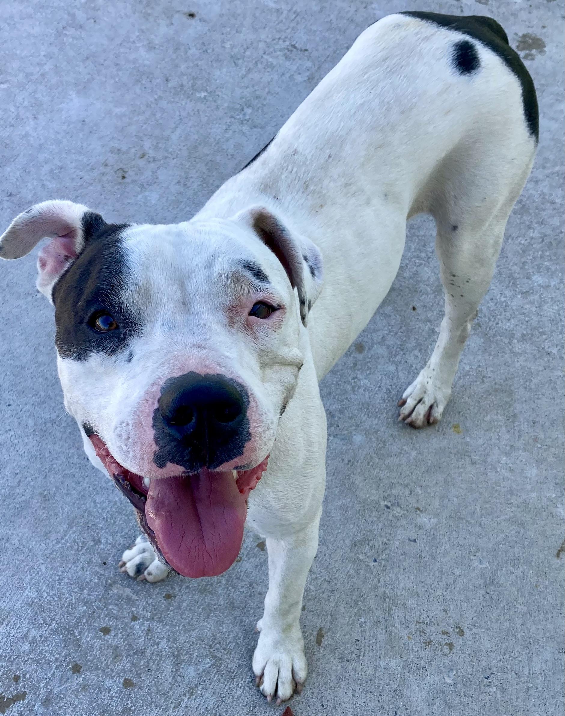 Chloe, a Adoptable mixed breed in Sandusky, MI image 6/6