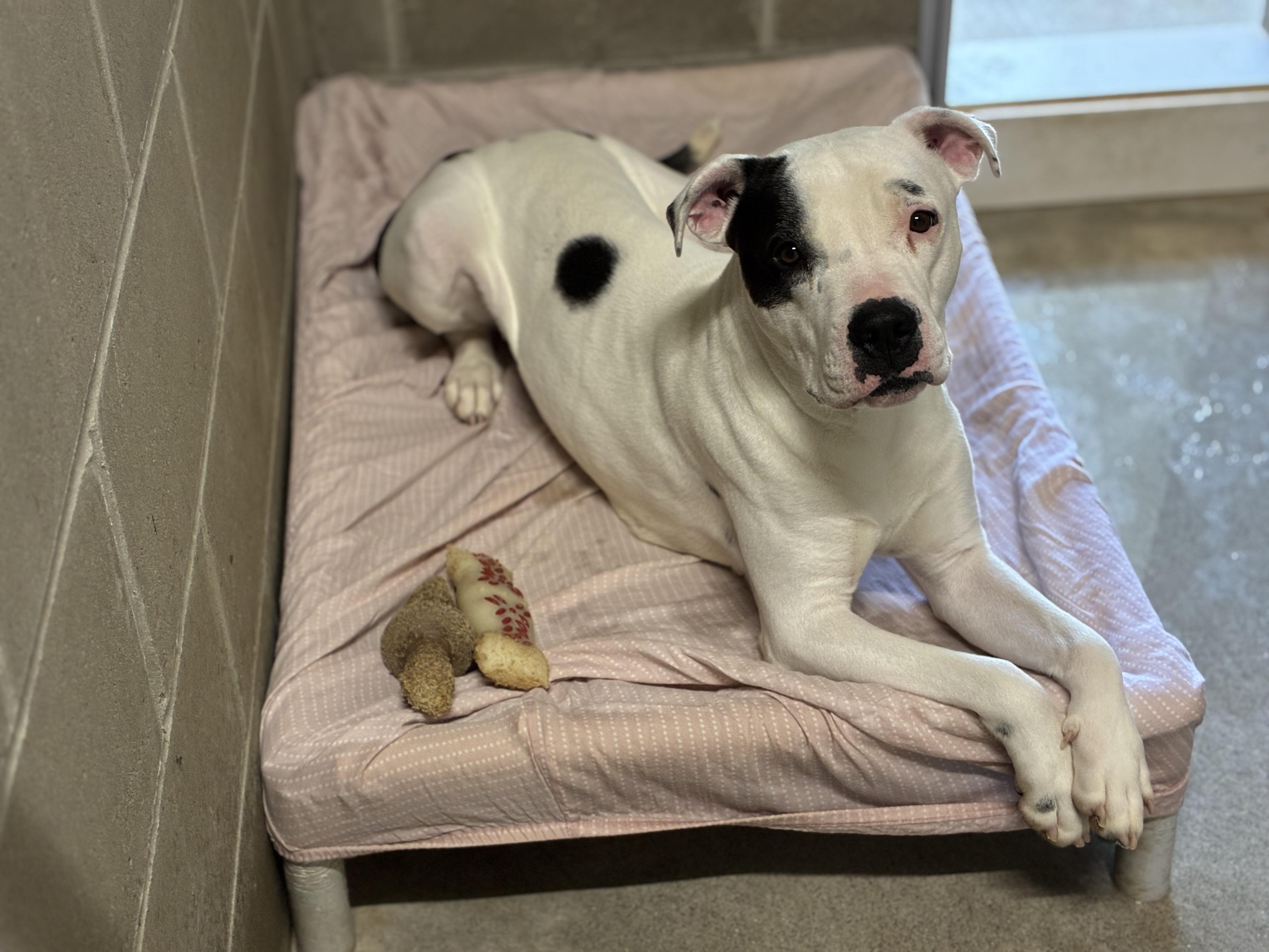 Chloe, a Adoptable mixed breed in Sandusky, MI image 2/6