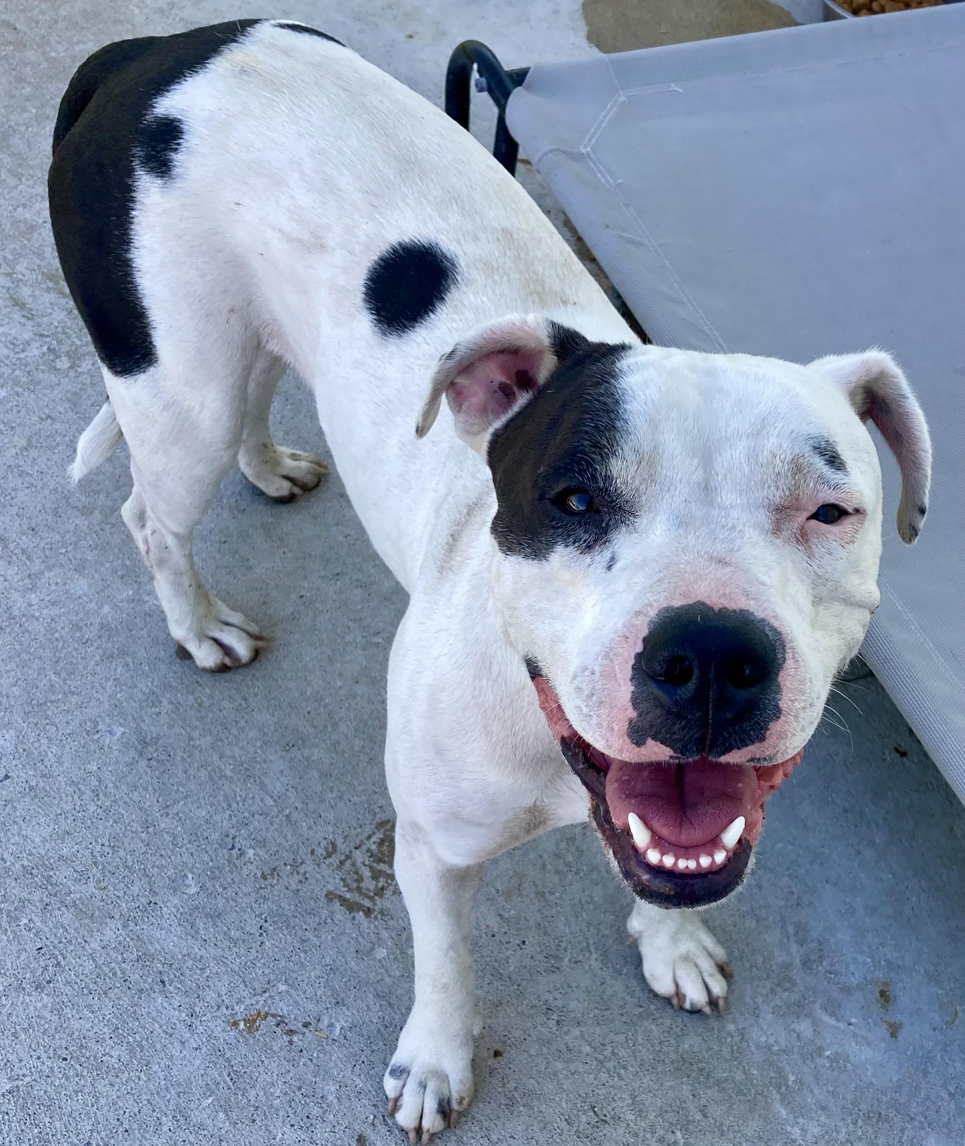 Chloe, a Adoptable mixed breed in Sandusky, MI image 4/6