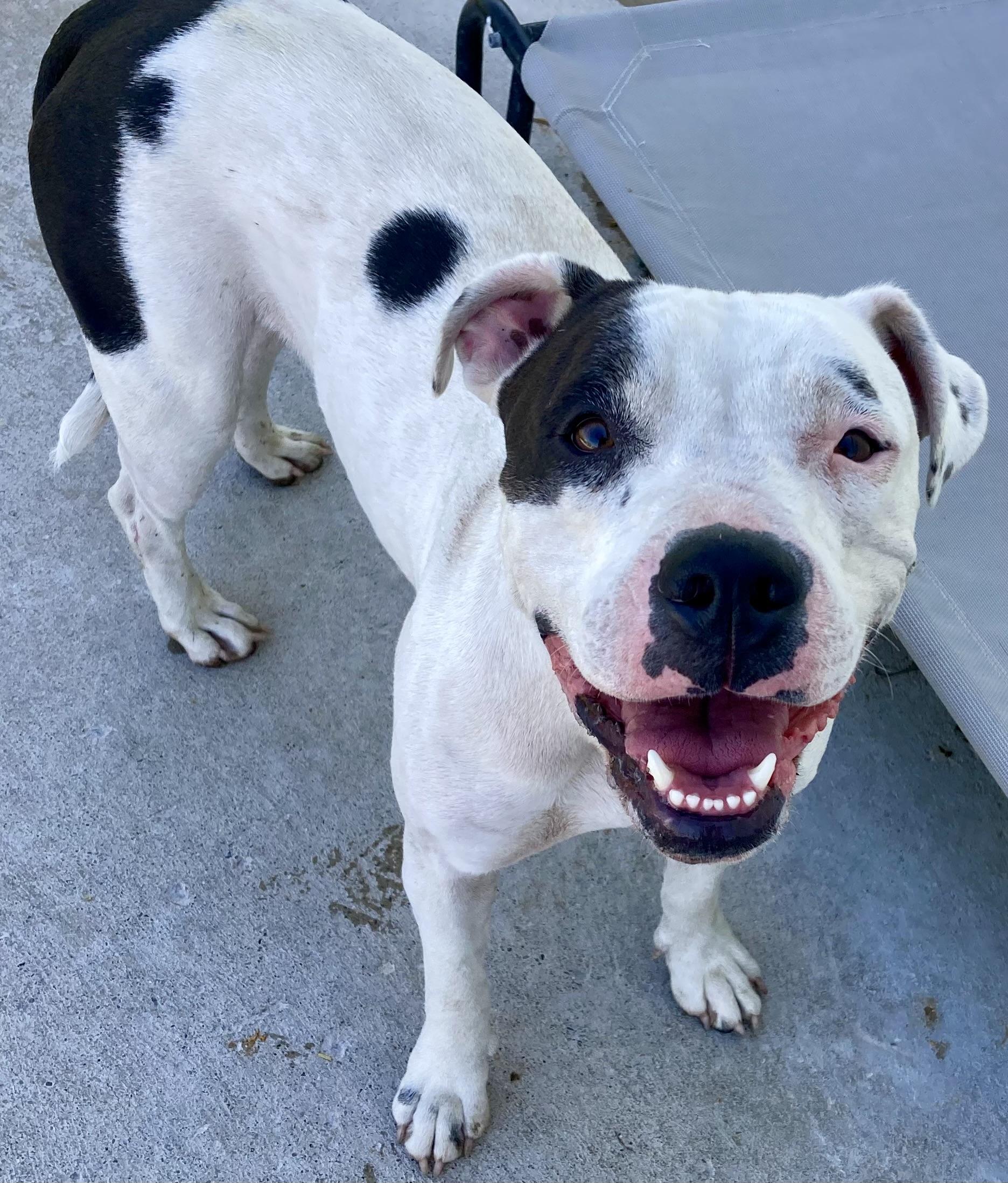 Chloe, a Adoptable mixed breed in Sandusky, MI image 3/6