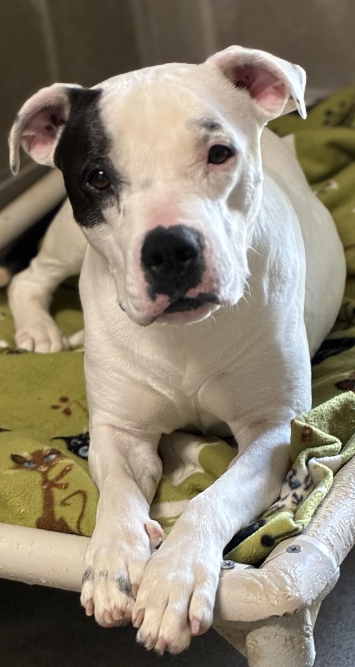 Chloe, a Adoptable mixed breed in Sandusky, MI image 5/5