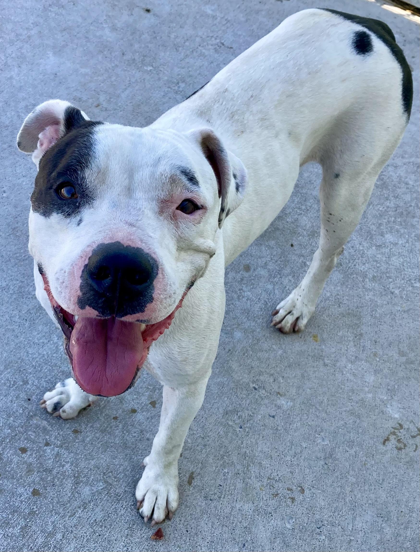 Chloe, a Adoptable mixed breed in Sandusky, MI image 2/6