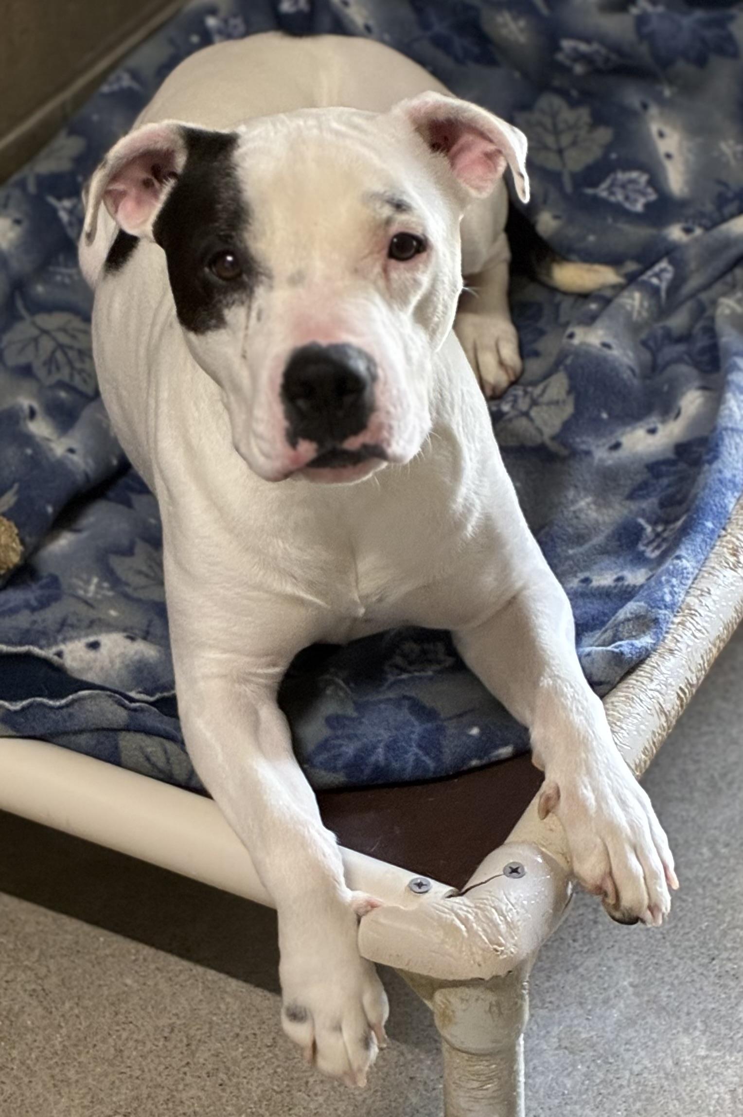Chloe, a Adoptable mixed breed in Sandusky, MI image 6/6