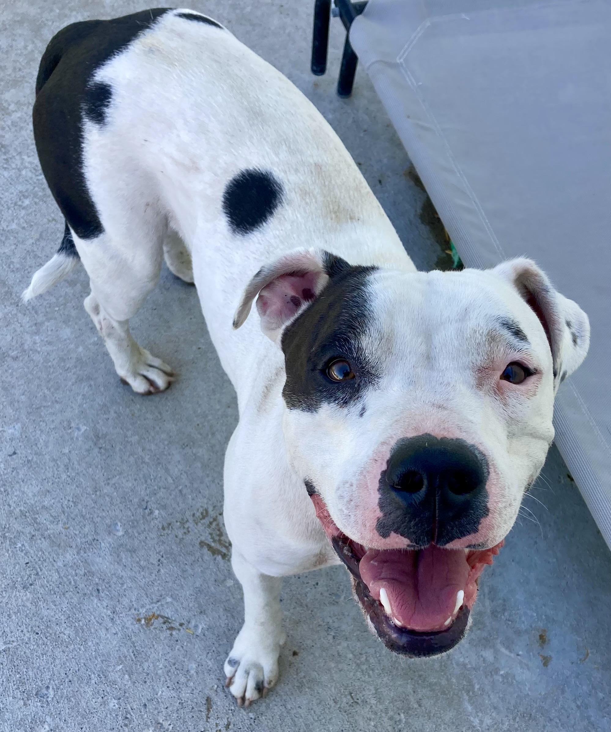 Chloe, a Adoptable mixed breed in Sandusky, MI image 5/6